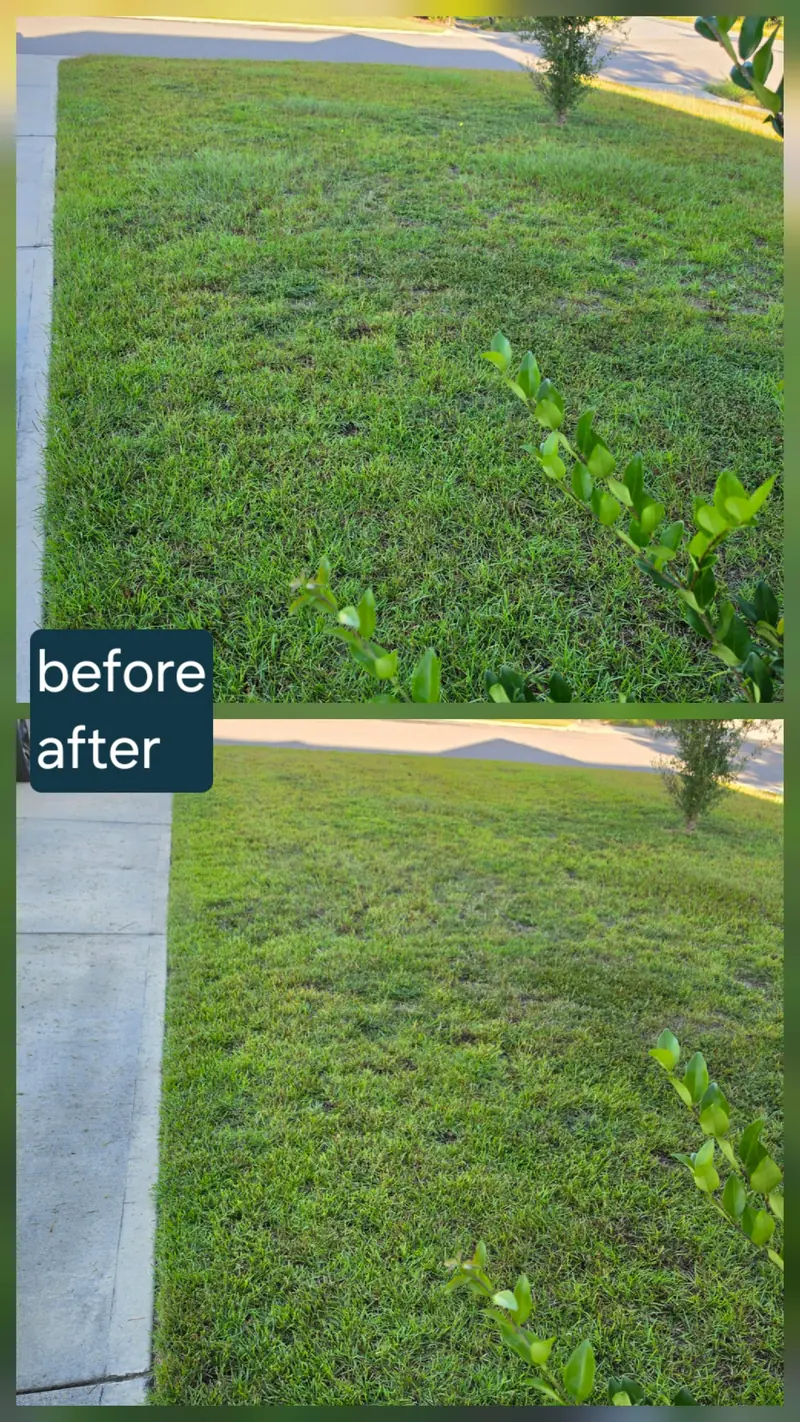 Before and after photo of a lawn strip along a sidewalk with a green shrub in front: shaggy grass above, neatly mowed below.